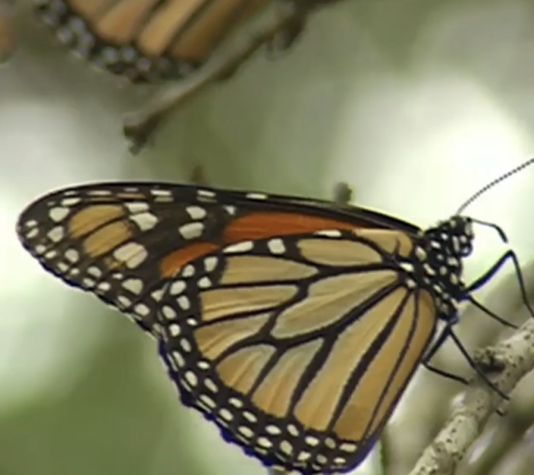 Saving Monarchs Acre By Acre
